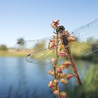 Common Darter wideangle4 